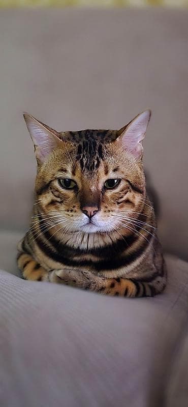 syam pişik: Benqal, Erkək — 8