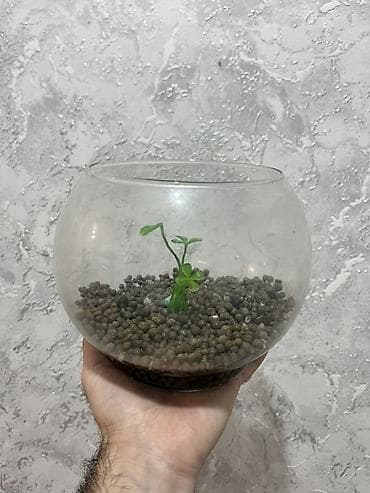 dibçək güllər: Mini akvarum 3 litirlik içinde quruntu gülü — 2