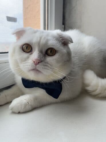 lal ordək balasi: Britan, Erkək, Ünvandan götürmə — 2