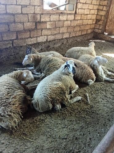 Коровы, быки: Qoyun sürüsü – qarışıq rənglər və yaşlar - Təsərrüfat şəraitində — 5