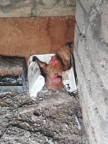 Toyuq, Damazlıq, Ünvandan götürmə