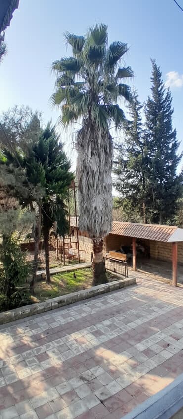 Vaşinkton palma satılır