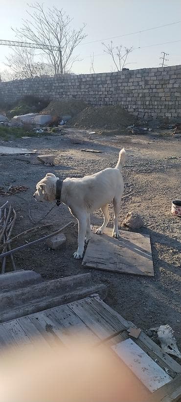 itlərin sekisi: Alabay, 2 il, Erkek — 6