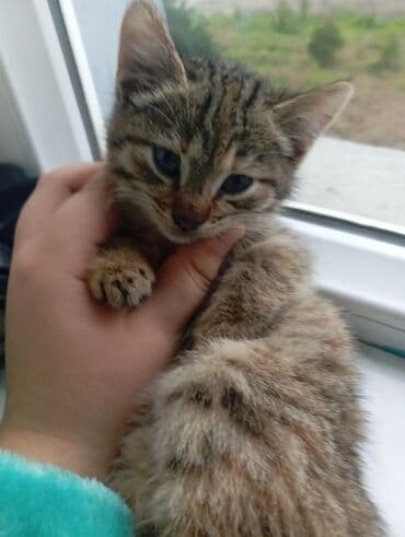 İtlər: Tabbi, Dişi, Yaxşı əllərə — 1