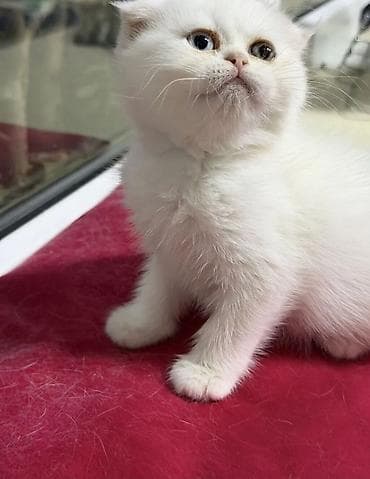 Gəmiricilər: Fars, Dişi, Cütləşmə üçün, Ödənişli çatdırılma — 2