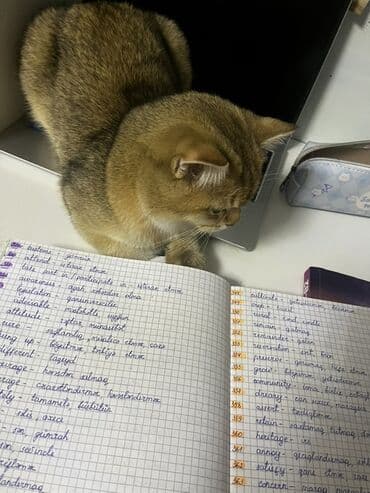 Lincoln: Золотая шиншилла, Самец, В добрые руки, Самовывоз, Бесплатная доставка — 4