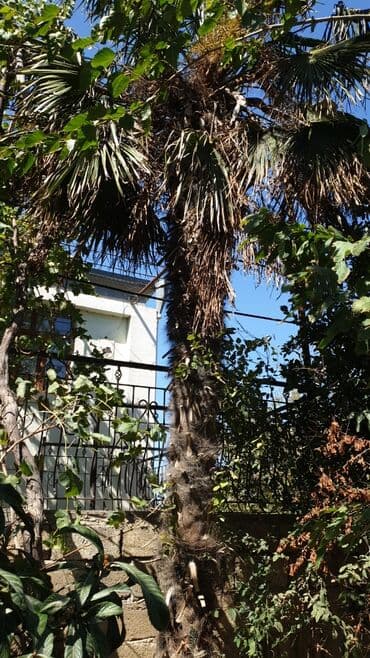 Tinglər: Palma ağacı — 1