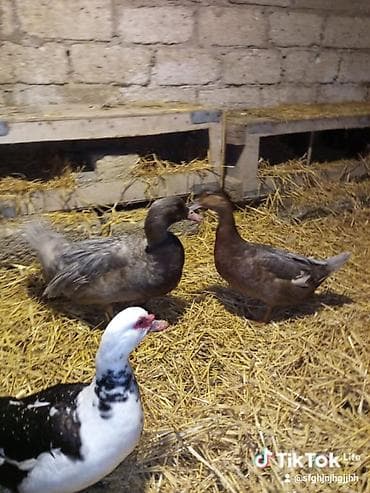 Digər kənd təsərrüfatı heyvanları: Musk ördəkləri (indoördəklər) – təsərrüfat üçün məhsuldardır (Cütü 60 — 1