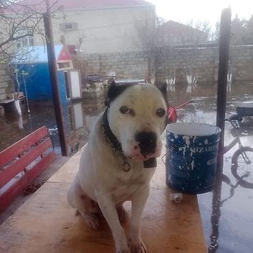 pitbul balası: Pitbul — 2