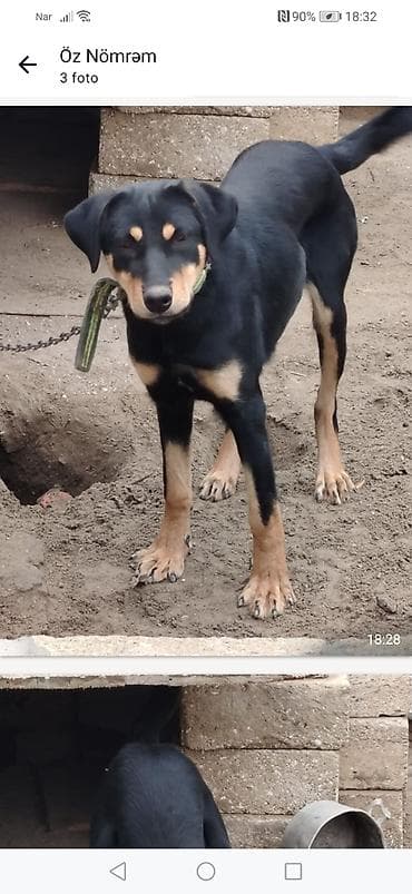 doberman itler: Doberman, 1 il — 1