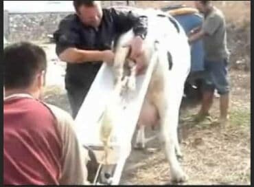 Buzov doğum arabası 
Türkiyə istehsalı
Yeni