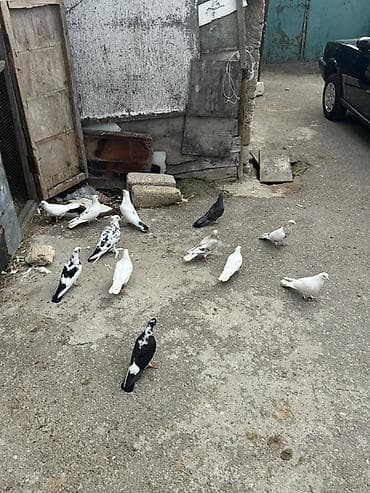 şpits itleri qiymeti: Kom 5 manatdan — 4