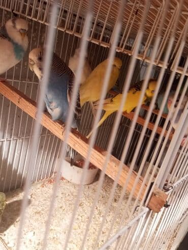 sabuncu qus bazari: Biri 9 manat rengbereng balalar Unvan Bileceri — 9