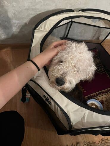 pudel itləri: Pudel, 8 ay, Erkek, Peyvəndli, Pulsuz çatdırılma — 2