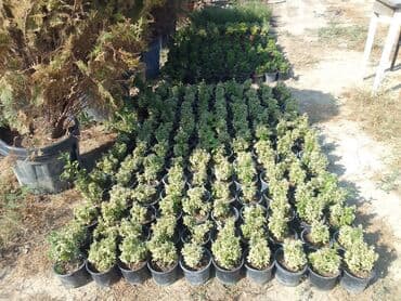 helba bitkisi faydaları: Həmişə yaşıl — 28