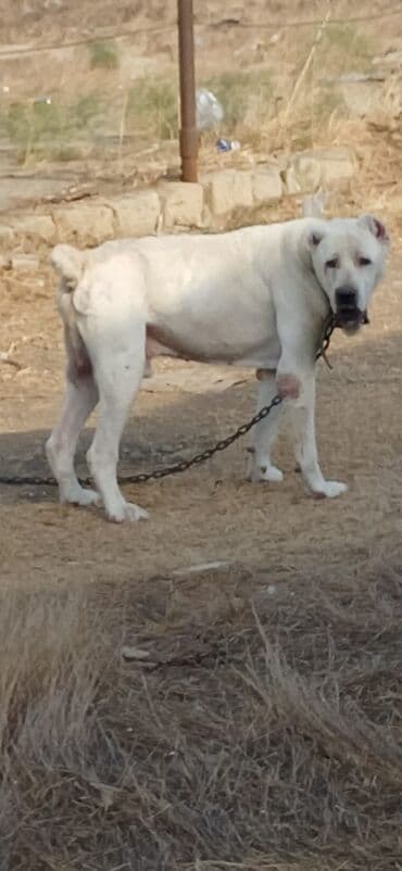i̇tlər afcarka: Alabay, 3 il, Erkek, Peyvəndli, Ödənişli çatdırılma — 2
