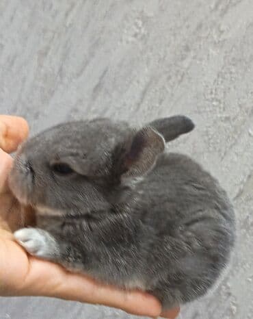 dovşan qiymətləri: Dovşanlar — 7