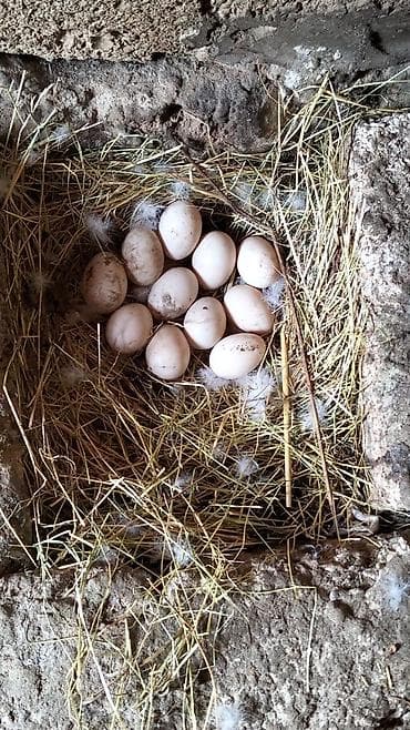 yumurta yagi: Ördək yumurtası - Təsvir: Şəkillərdə təsvir olunan, samanla — 2