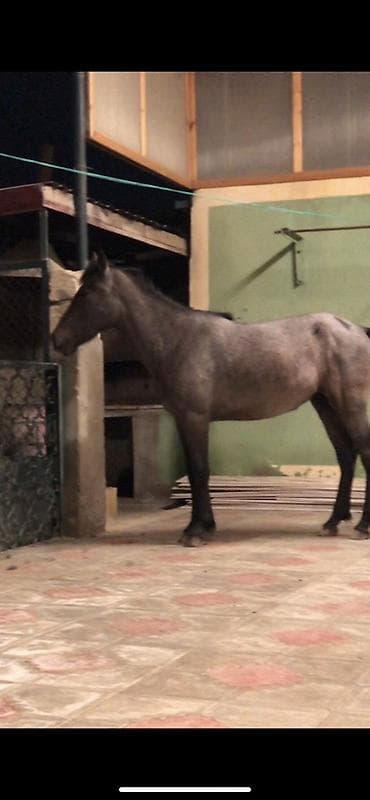 tap.az quba heyvanlar: Dişi, il: 2 — 4