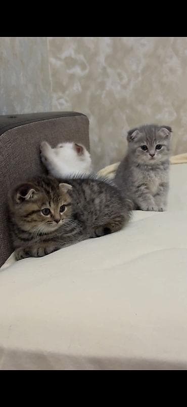 pişik pers: Şotland yastı qulaq — 5