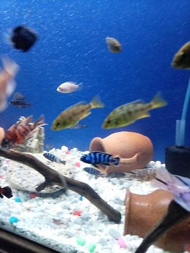 itlerin satisi sayti: Baliq multikar fayfiş limon ləpart — 4