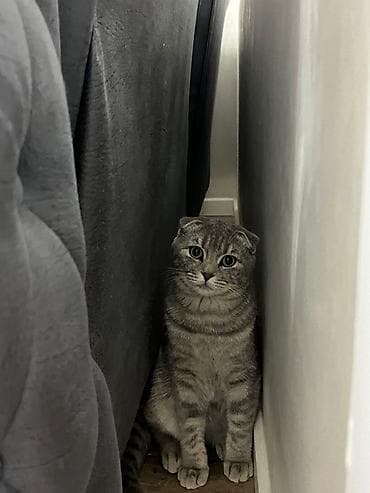 scottish fold: Şotland — 1