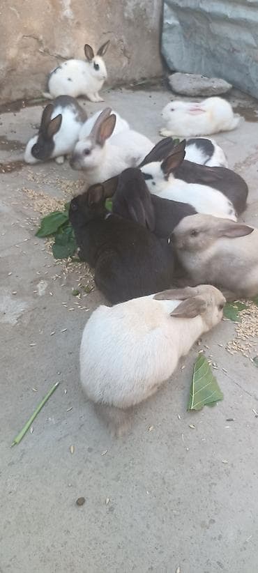 bulbul quşu satışı: Məişət və kiçik təsərrüfat üçün dekorativ dovşanlar - Növlər — 2