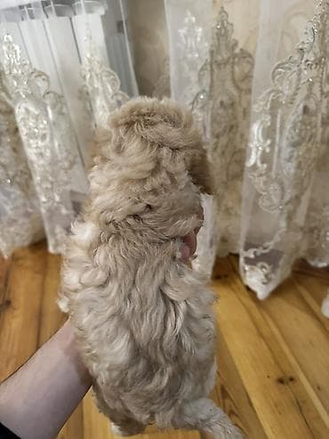 satliq ov itleri berde: Pudel, 1 ay, Dişi, Ödənişli çatdırılma — 3