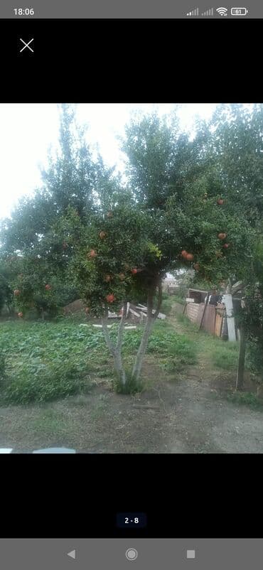 tablet ucuz: Calaq İnnab, şirin nar agaci 15 illik. və 2 illik novxani əncir — 6