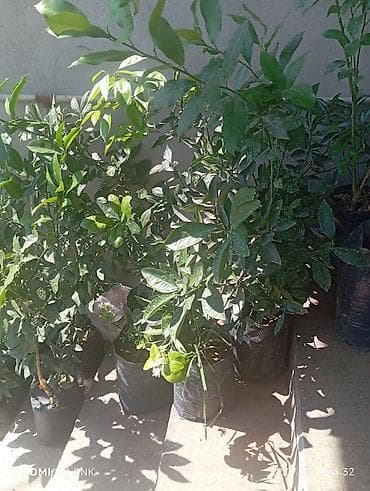 limon yolkasi: Sitrus tingləri – torflu paketdə konteynerli fidanlar - Növ: müxtəlif — 1