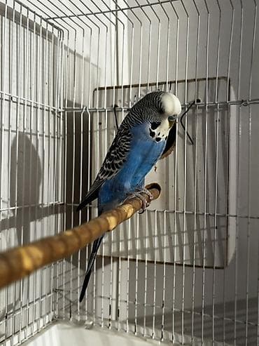 labrador satisi: Bu quşların balaları satılır erkəkləri çexdi dişiləri normal quşdur — 3