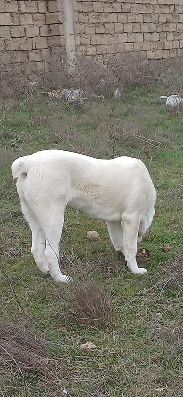 biq 6: Alabay, 6 ay, Dişi, Cütləşmə üçün, Ödənişli çatdırılma — 9