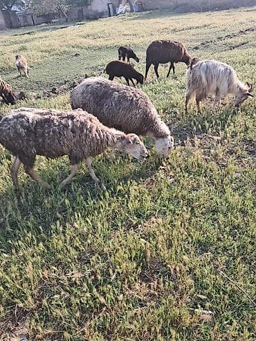 qoyun barter: Ana bala qoyun balasi erkey quzudu balasi tekde satilir — 2