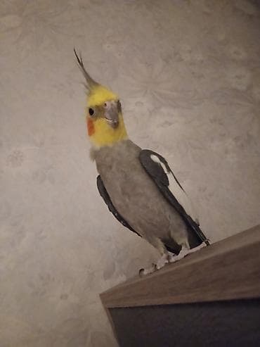 tutuquş: Nimfa (Cockatiel) cütü – ev quşları - Növ: Nimfa (cockatiel) – bir — 1
