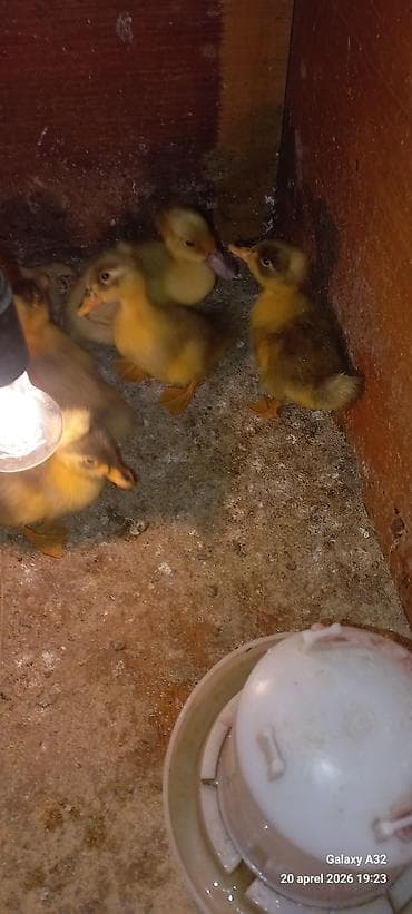 ag xoruz: Məhsul: Toqquzqulaq (crested) ördək balaları və damazlıq sürünün nəsli — 9