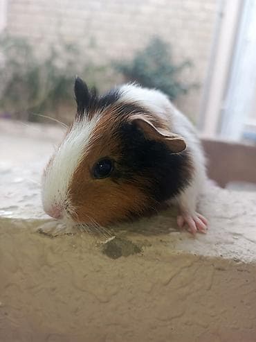 it yuvalarinin satisi: Trikolor (ağ-qara-qəhvəyi) rəng palitrasında, qısa tüklü balaca dəniz — 4