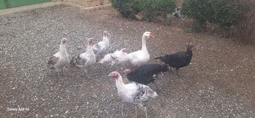 tap.az heyvanlar qoyunlar: Hinduşkalar linda qazı — 1