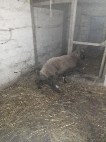 Телята: Sağlamdı 2ci qarına qoça gəlib. Ünvan Novxanı — 6