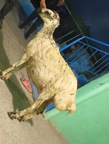 iri buynuzlu heyvanlar: Satılır: qoyun Təsvir: - Qarabaşaqlı, xallı rəngdə dişi qoyun - — 3