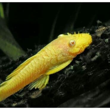 продажа аквариумных рыбок: Ansistrus, Sülhsevər, Ünvandan götürmə, Pulsuz çatdırılma, Ödənişli çatdırılma — 1