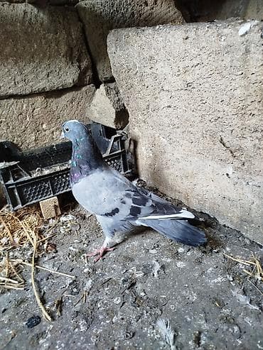 ağ goyərcin: Göy-boz rəngli poçt/ev göyərçini - Rəng: açıq boz gövdə, qanadlarda — 2