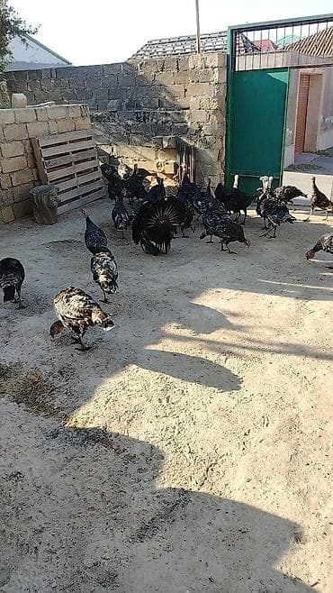 hinduşka quba: Erkək, Damazlıq — 3