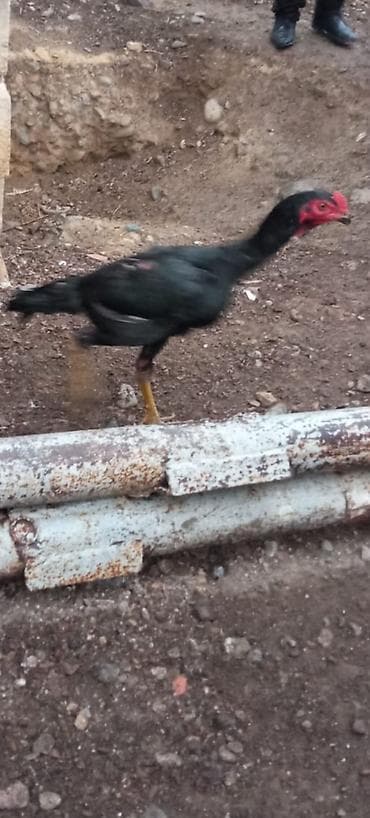 Gəmiricilər: Ağdam xoruzu beçə 2 aylıq olar qiymet 30 m ünvan gence Təsvir: - — 1