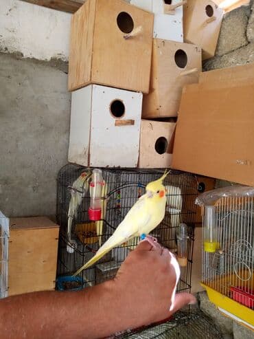 anqut quşu: Nimfa (cockatiel) papağanı - Növ: Nimfa (Nymphicus hollandicus) - — 2