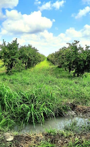 куплю дом в баку: 100 соток, Для сельского хозяйства, Собственник, Купчая — 1