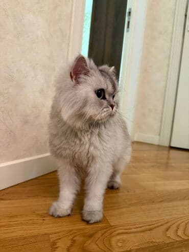 maraqli pişik adları: Şotland, Dişi — 1