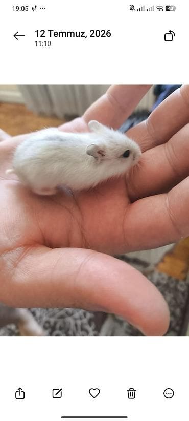 hamster near me: Ag ve qehveyi hemstr balalari satilir isteyen yazsin ededi 3 azndir — 4