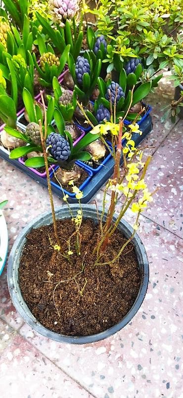 Голубика
голландская — 1