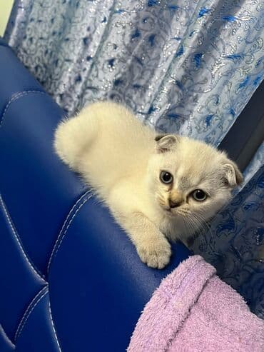 şotlan pişik: Şotland yastı qulaq, Erkək, Dişi, Yaxşı əllərə, Ünvandan götürmə, Pulsuz çatdırılma, Ödənişli çatdırılma — 113