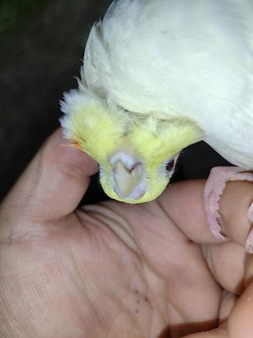 alman coban iti type 1 per page 40: Məhsul: Sarı-albino nimfa tutuquşu (Cockatiel)yas. yarimliq. disi — 3